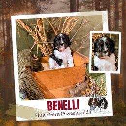 Benelli (Nelli) - Black white and tan female English Springer Spaniel puppy in Albany, Minnesota from Farm Fresh Labradors & English Springers