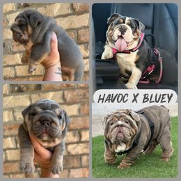 Bluey - Bulldog