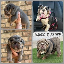 Bluey - Bulldog
