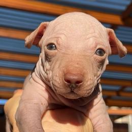 Frappe - Chocolate female American Hairless Terrier puppy in Sacramento, California from Gold Rush Kennels