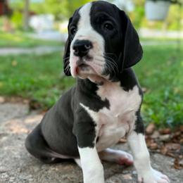 Roux - Mantle male Great Dane puppy in Cadillac, Michigan from Garrow Danes House of Blues