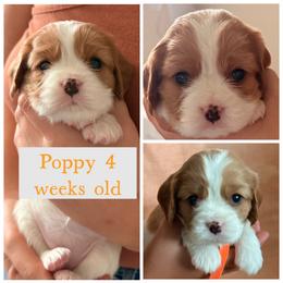 Poppy - Blenheim female Cavalier King Charles Spaniel puppy in Atwater, California from Countryside Royalty Cavaliers