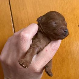 Boy 3 - Red  male Poodle puppy in Ennis, Texas from Johnson Ventures