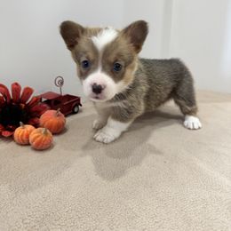Rizzy(red) - Sable female Pembroke Welsh Corgi puppy in Millsap, Texas from Punchy Pembroke Ranch