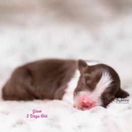 Glow - Red tri-color female Australian Shepherd puppy in Woodford, Virginia from Skyborne Australian Shepherds