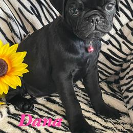 Dana - Black female Pug puppy in Hesperia, California from Amatskennel - Stubby Tails Ranch