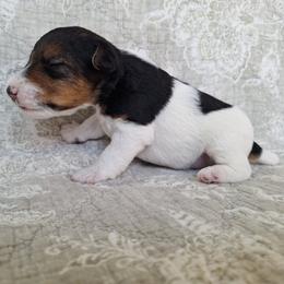 Andrew - White black and tan male Wire Fox Terrier puppy in Lancaster, Missouri from Missouri Meadows Farm