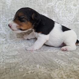Andrew - White black and tan male Wire Fox Terrier puppy in Lancaster, Missouri from Missouri Meadows Farm