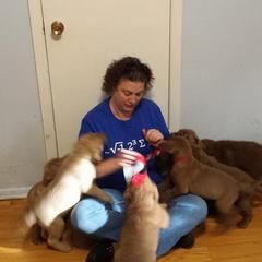 Chesapeake Bay Retriever Puppies from North Flow Chesapeakes