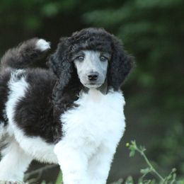 Poodle Puppies from Chapel Hill Poodles