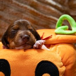 Red Collar - Red female Dachshund puppy in Belfair, Washington from Devoted Doxies, Lorraine’s Yorkies