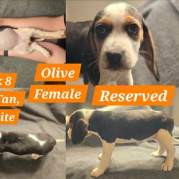 Olive-Orange-Female - Blue tan and white female Beagle puppy in Bemidji, Minnesota from Nse Farms Beagles