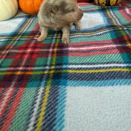 Salem - Chocolate merle male Pomeranian puppy in Texas from D&C Pomeranians