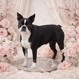 Sicily - Boston Terrier
