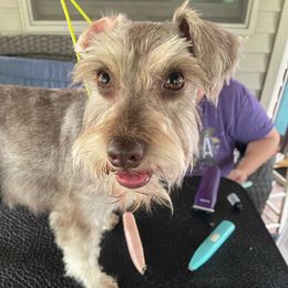 Willow - Miniature Schnauzer