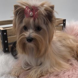 Tallie - Yorkshire Terrier