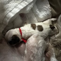 Red - White and tan male Mal-Shi puppy in Walterboro, South Carolina from Puddlejumpers