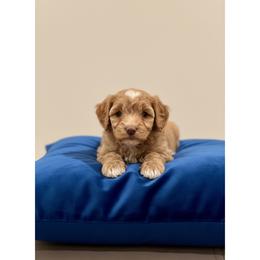 Rolo - Apricot male Poodle puppy in Lancaster, South Carolina from Semone’s Poodles
