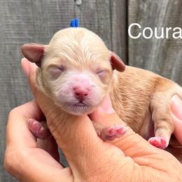 Courage - Red  male Goldendoodle puppy in Newnan, Georgia from Wagging Tailz Pups