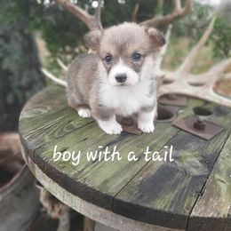Boy 3 - Sable male Pembroke Welsh Corgi puppy in Nixa, Missouri from Pistol Creek Puppies