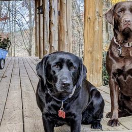 Labrador Retrievers from Purdy Lake Labradors
