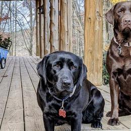 Labrador Retrievers from Purdy Lake Labradors