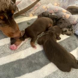 Dachshund Puppies from Pretty Painted Mini Doxies