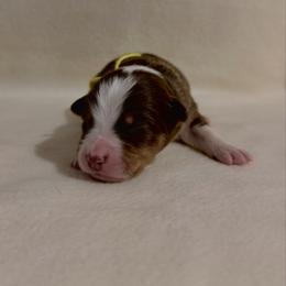 Yellow Ribbon Red Tri Boy 2 - Red tri-color male Australian Shepherd puppy in Dundee, Ohio from Aussies Of Circle H