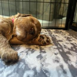 Red collar boy - Apricot male Goldendoodle puppy in Fairfield, California from Twin Sisters Doodles