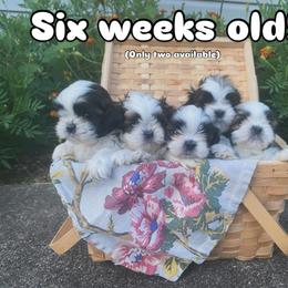 Shih Tzu Puppies from Tiny Bubbles Shih Tzus