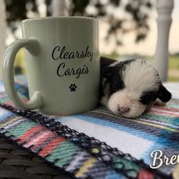 Breve - Black and tan female Pembroke Welsh Corgi puppy in Rose, Nebraska from Clearsky Corgis