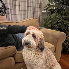 Buttercup - Saint Berdoodle