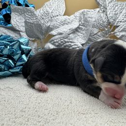 Noel - Black and tan male Pembroke Welsh Corgi puppy in Ruidoso, New Mexico from Ruidoso's Crowned Companions