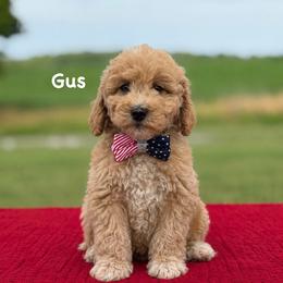 Gus - Apricot male Goldendoodle puppy in Estesburg, Kentucky from Wet Goldendoodle Kisses