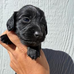 Rolo - Black male Dachshund puppy in Jarales, New Mexico from Poker Paws Dachshunds