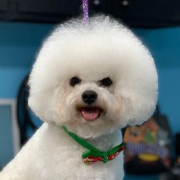 Isabell - Bichon Frise