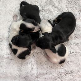 Dachshund Puppies from Whispering Willow Dachshunds
