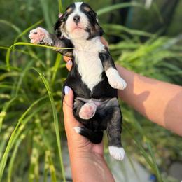 Pacific - Tri-color male Bernedoodle puppy in Russellville, Arkansas from Crossgate Doodles