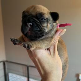 Red fawn Female OFA'd parents - Fawn female French Bulldog puppy in Billings, Montana from Montana Made Frenchies