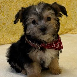 Journey - Black & tan tri-color male Morkie puppy in Monticello, Iowa from Ashley’s Puppies
