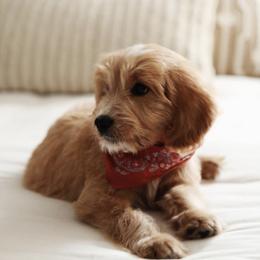 Goldendoodle Puppies from J+A Family Doodles