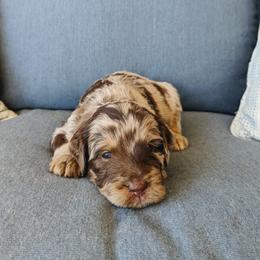 Aussiedoodle, Bernedoodle, and Cavapoo Puppies from SanTan Doodles