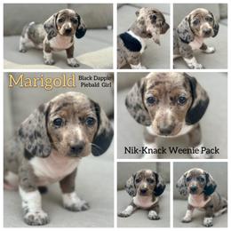 Marigold - Dapple female Dachshund puppy in Florida from Niki Humphries' Dachshunds