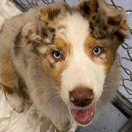 Australian Shepherds from Casa Blanca Aussies
