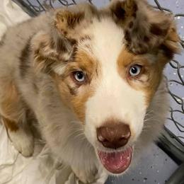 Australian Shepherds from Casa Blanca Aussies