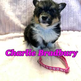 Charlie Bradbury (Fluffy) - Black and tan female Pembroke Welsh Corgi puppy in Olathe, Colorado from Rocking LJ Breeding