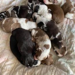 Aussiedoodle and Australian Shepherd Puppies from RoseWest Farms