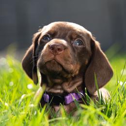 Purple - Chocolate and tan female Dachshund puppy in Bakersfield, California from LongDogs Bakersfield