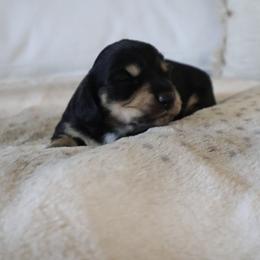 Pink collar - Black and cream female Dachshund puppy in Mc Donough, Georgia from Hot Diggity Doxies