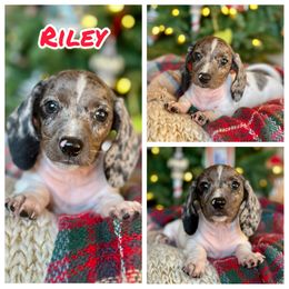 Riley AKA: Chiffon - Dapple female Dachshund puppy in Florida from Niki Humphries' Dachshunds